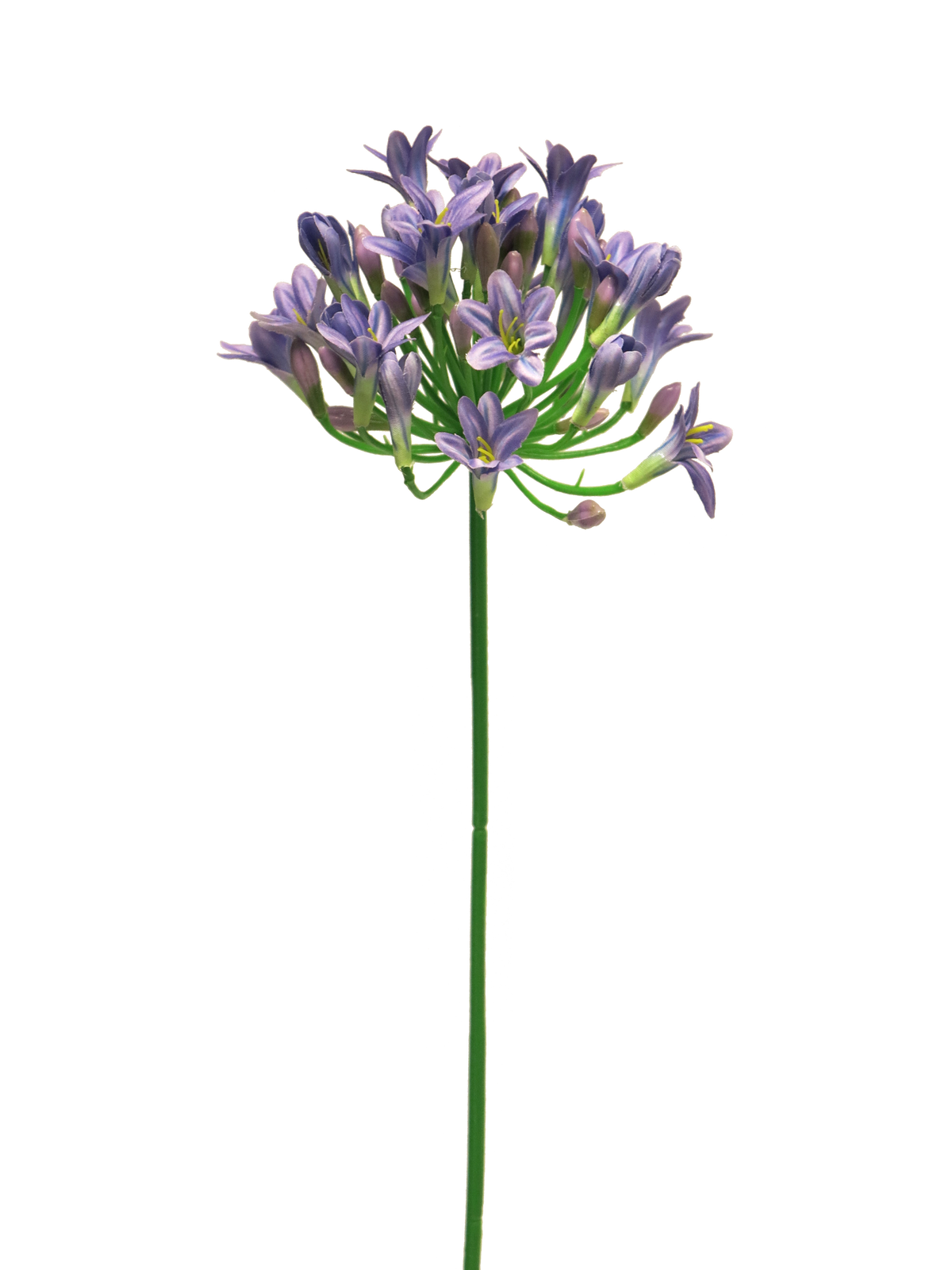 Agapanthus Lady Blue 75 cm