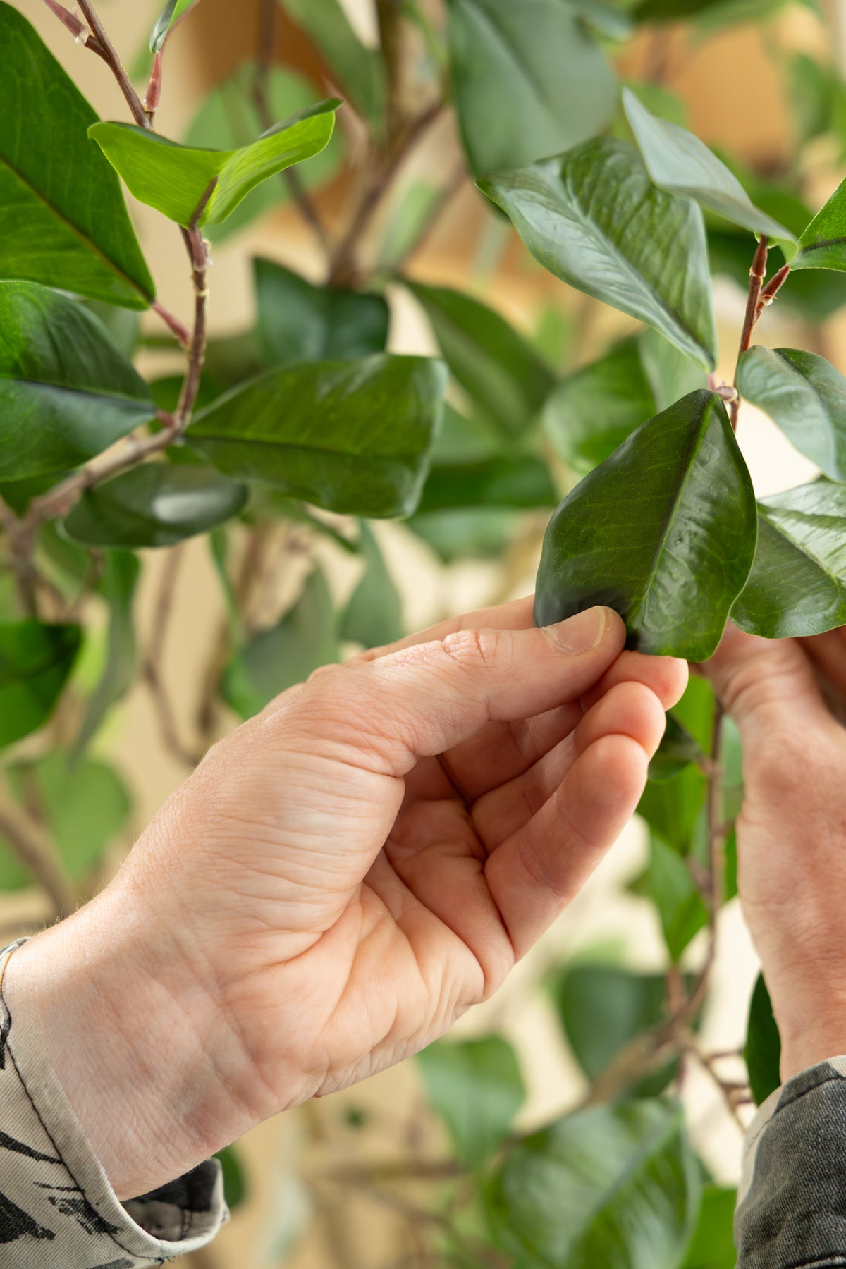 Ficus Triangularis Kunstpflanze 150cm