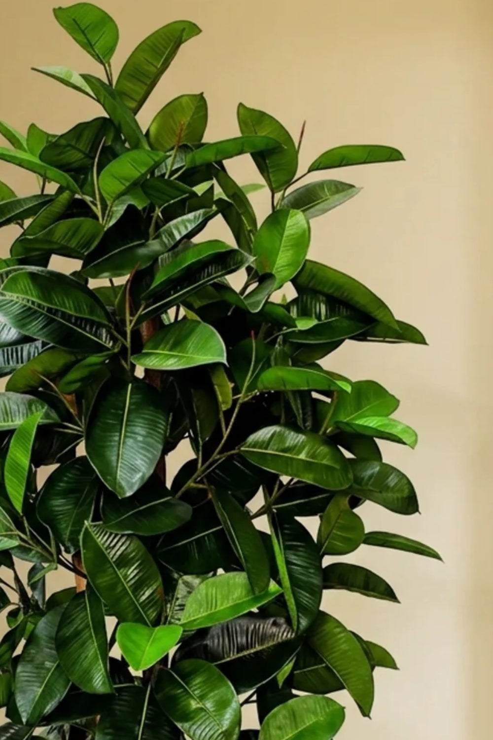 Ficus Elastica Kunstpflanze 180cm