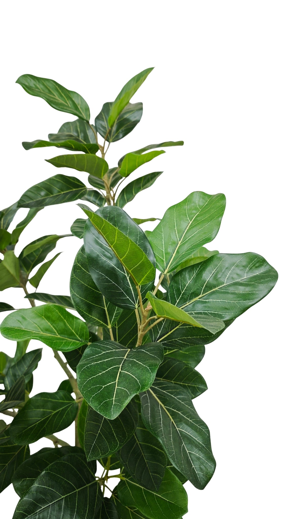 Ficus Audrey Kunstpflanze 210cm