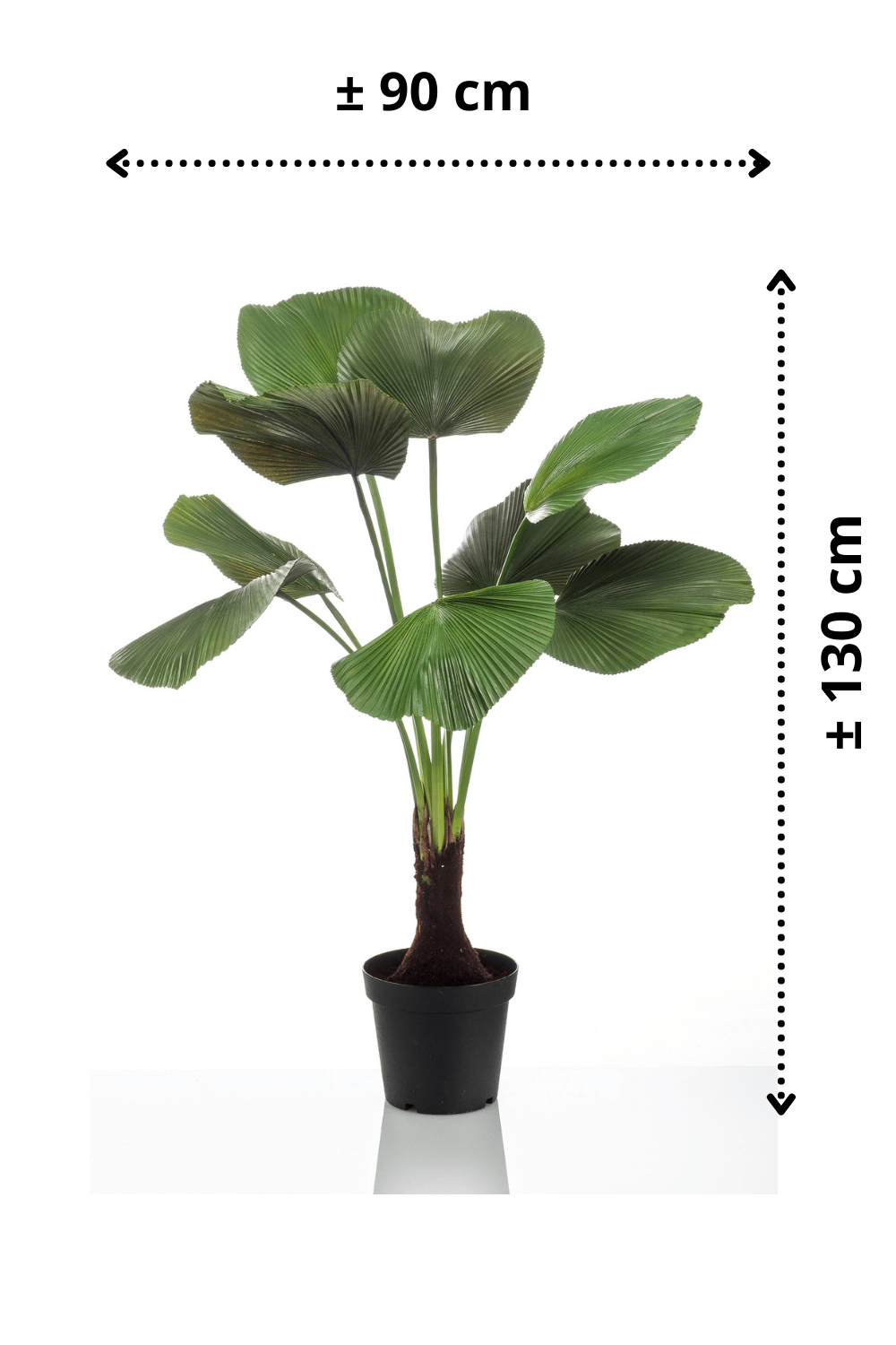 afmetingen Kunstpalm Licuala 130cm