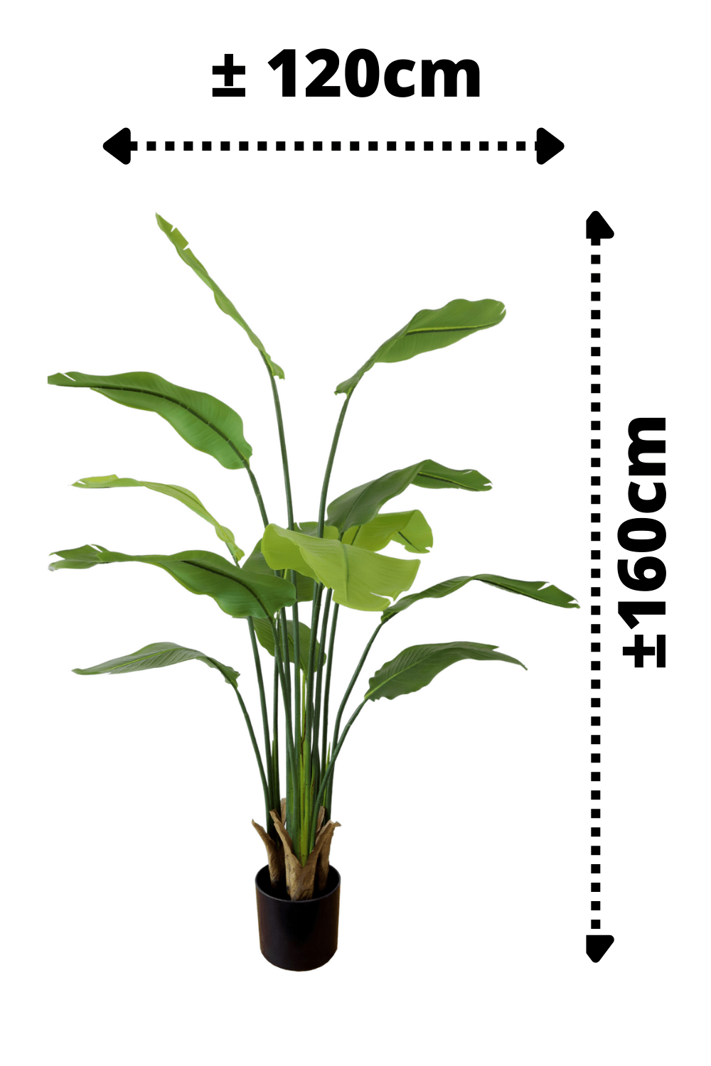 afmetingen Strelitzia Kunstplant 2 160cm