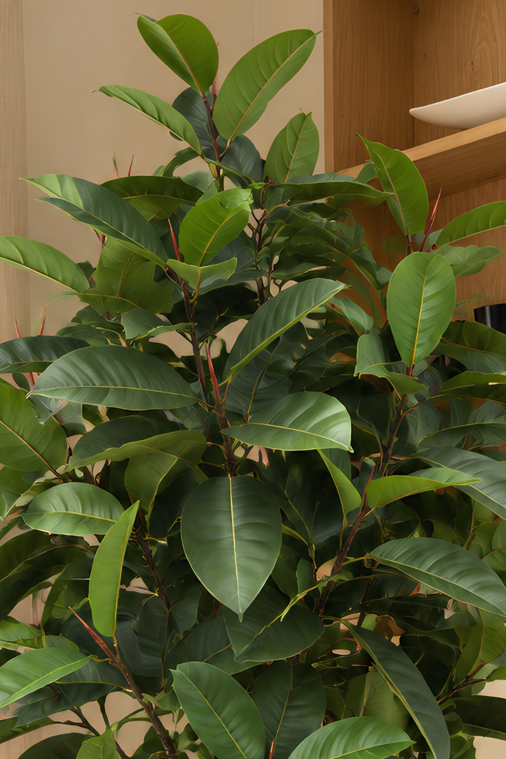 Ficus Elastica Kunstpflanze 180cm