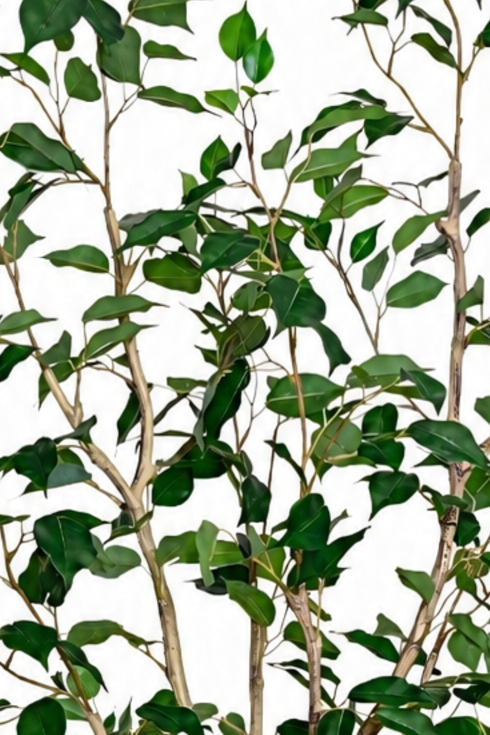 Ficus Kunstpflanze 150cm
