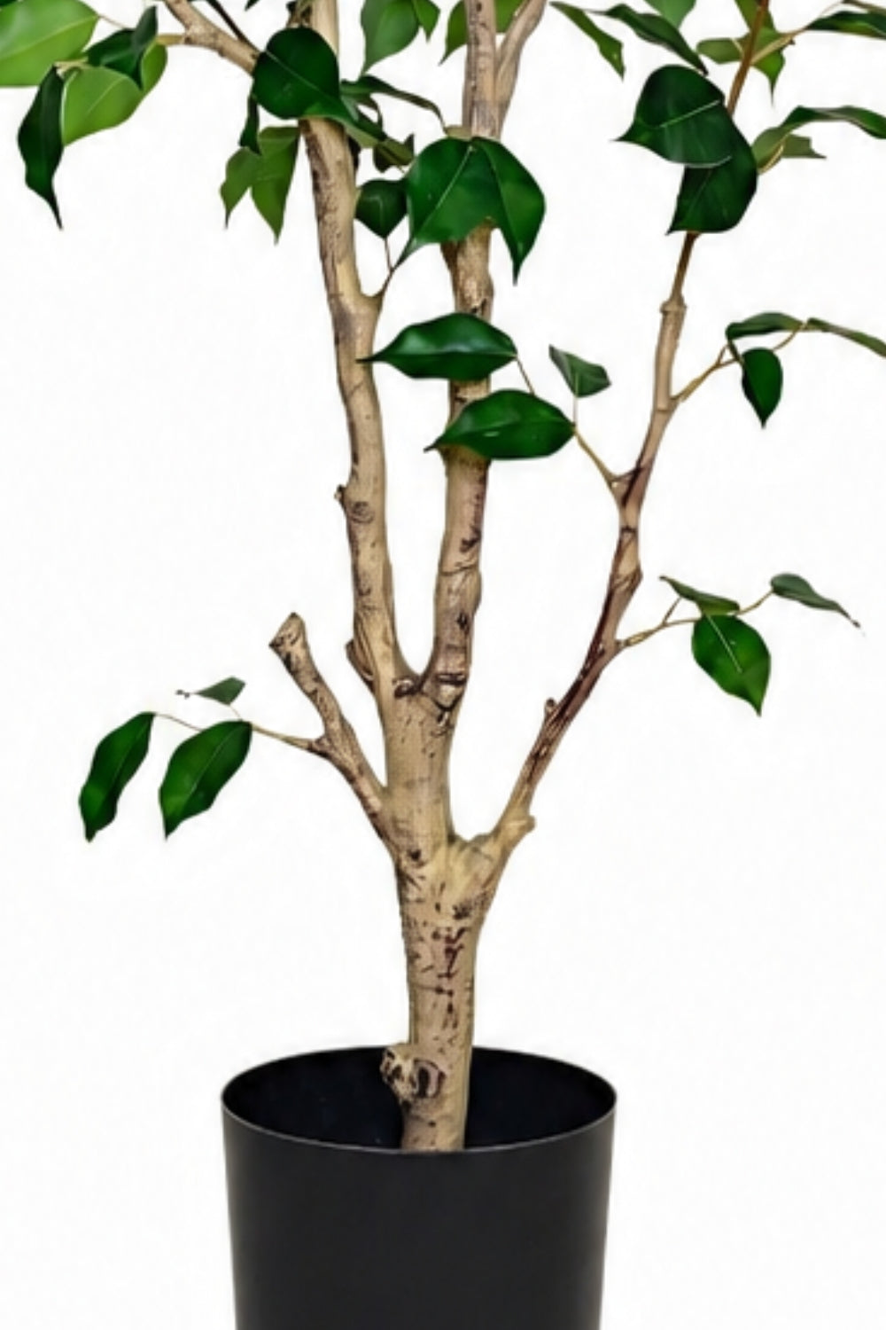 Ficus Kunstpflanze 150cm