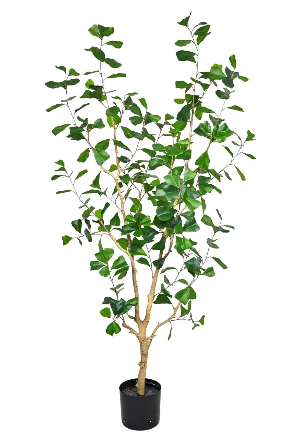 Ficus Triangularis Kunstpflanze 150cm