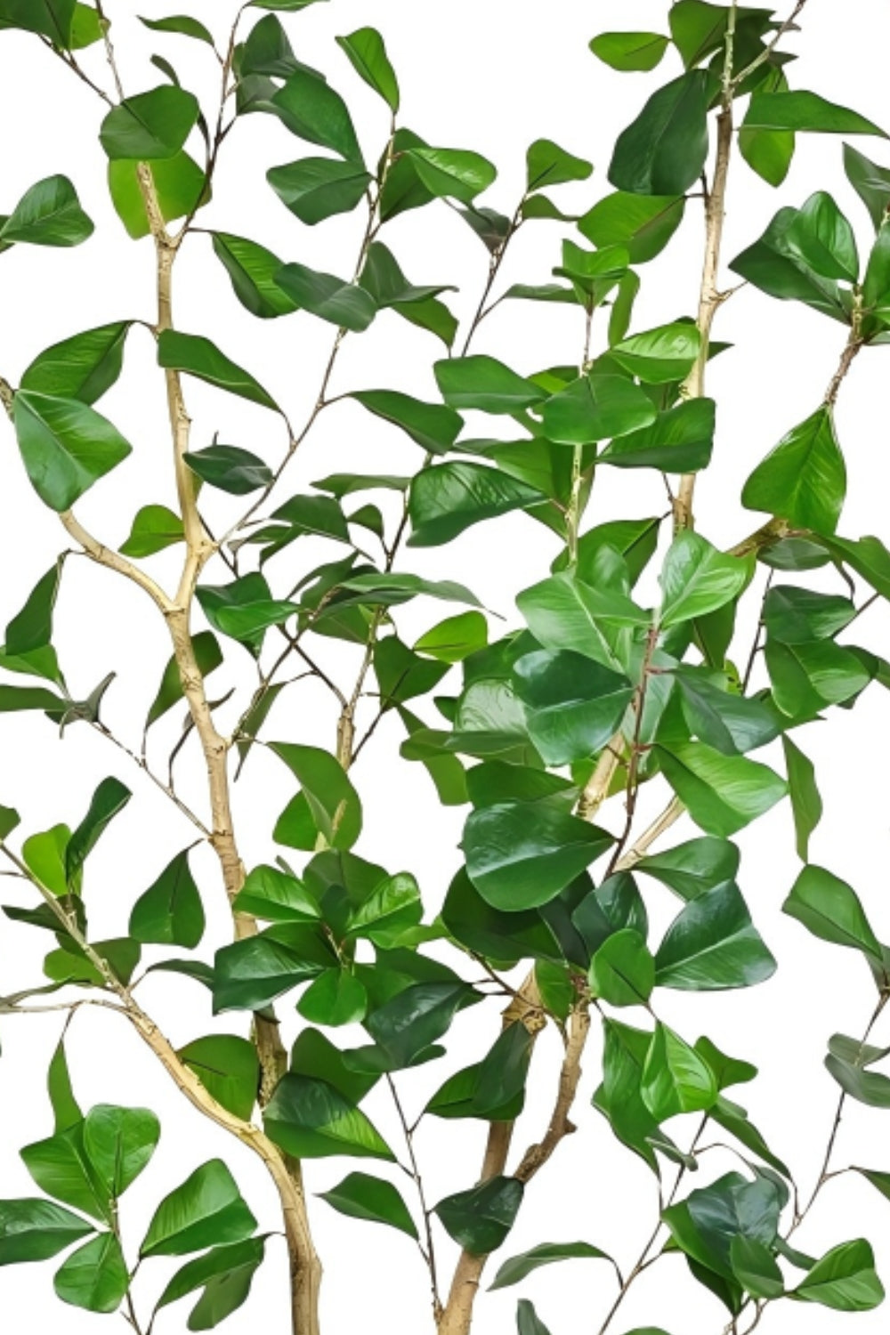 Ficus Triangularis Kunstpflanze 150cm