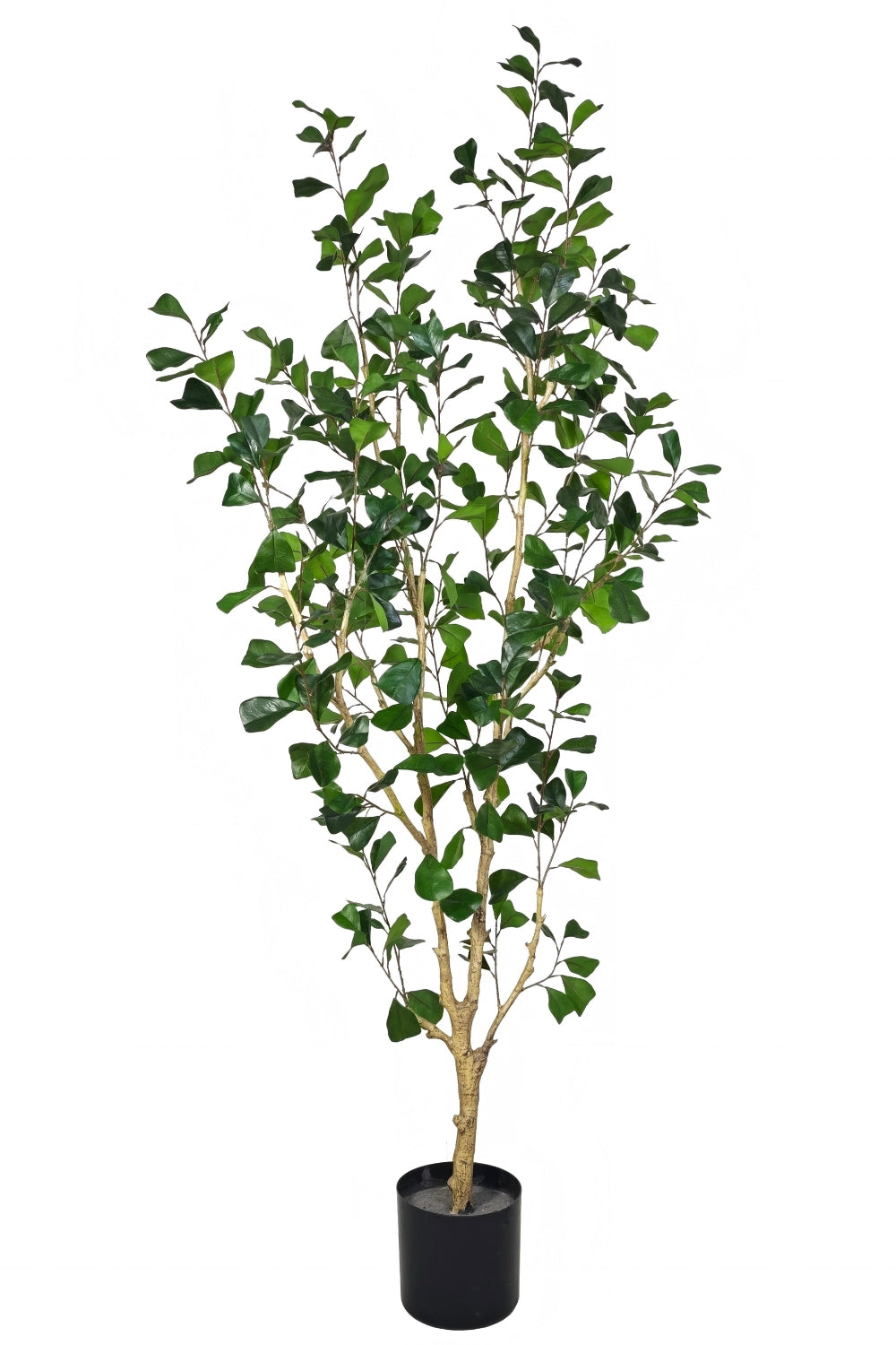 Ficus Triangularis Kunstpflanze 180cm