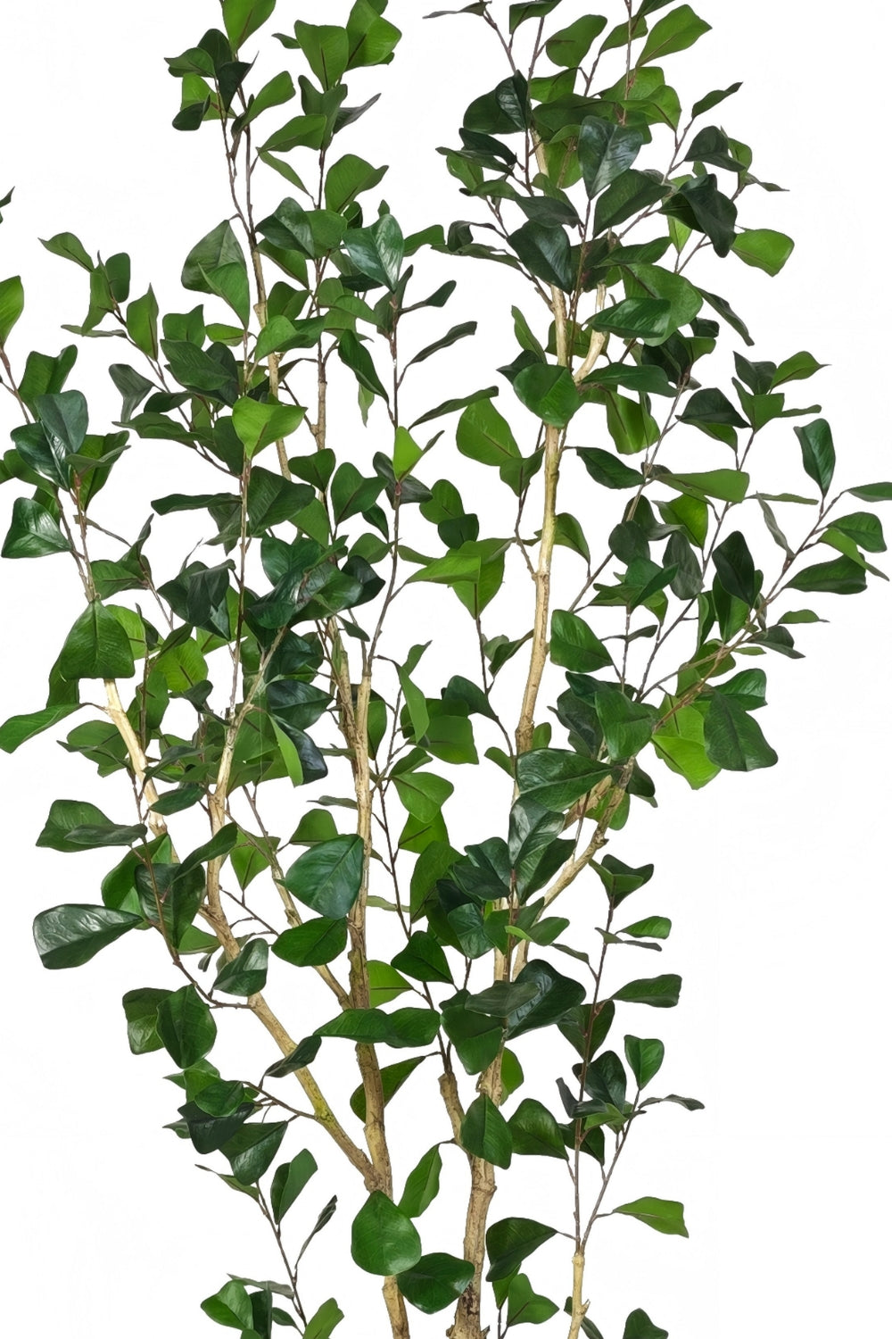 Ficus Triangularis Kunstpflanze 180cm