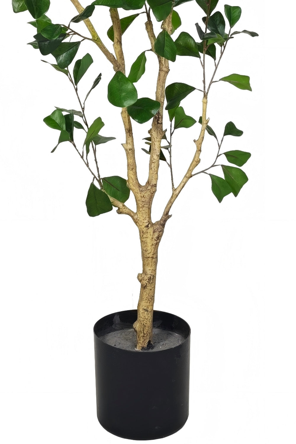 Ficus Triangularis Kunstpflanze 180cm