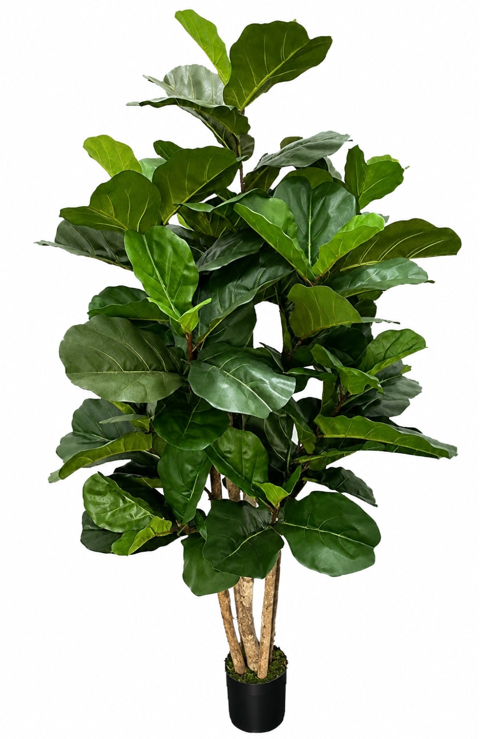 Ficus Kunstpflanze 180cm