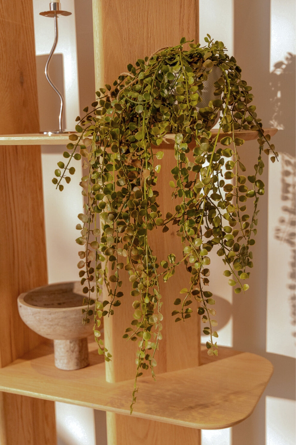 Stimmungsbild Ficus Pumilla Hangepflanze
