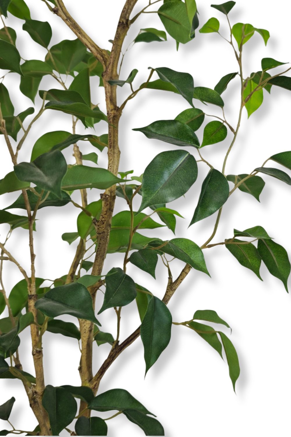 Ficus Kunstpflanze 180cm