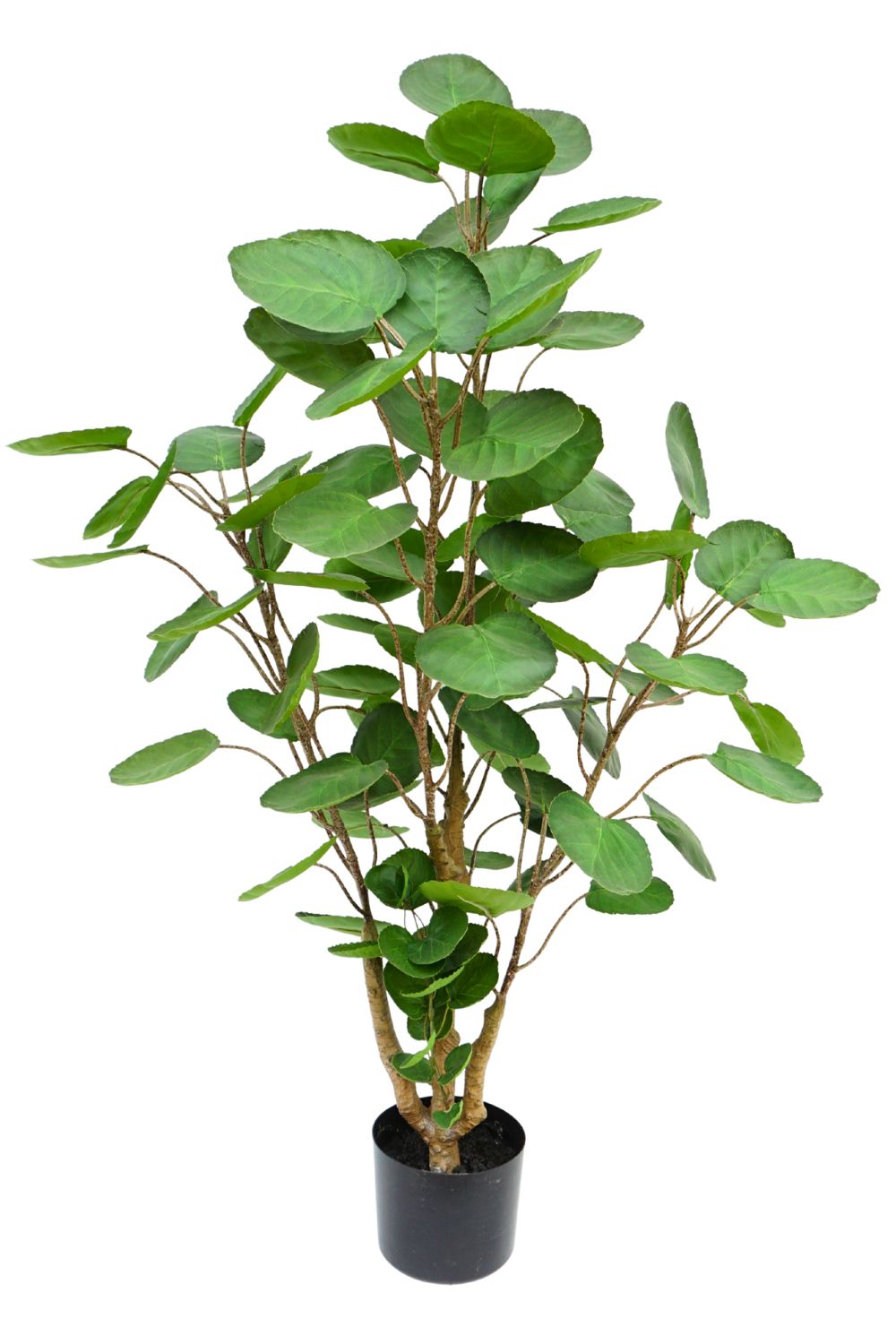 Polyscias Kunstpflanze 110cm