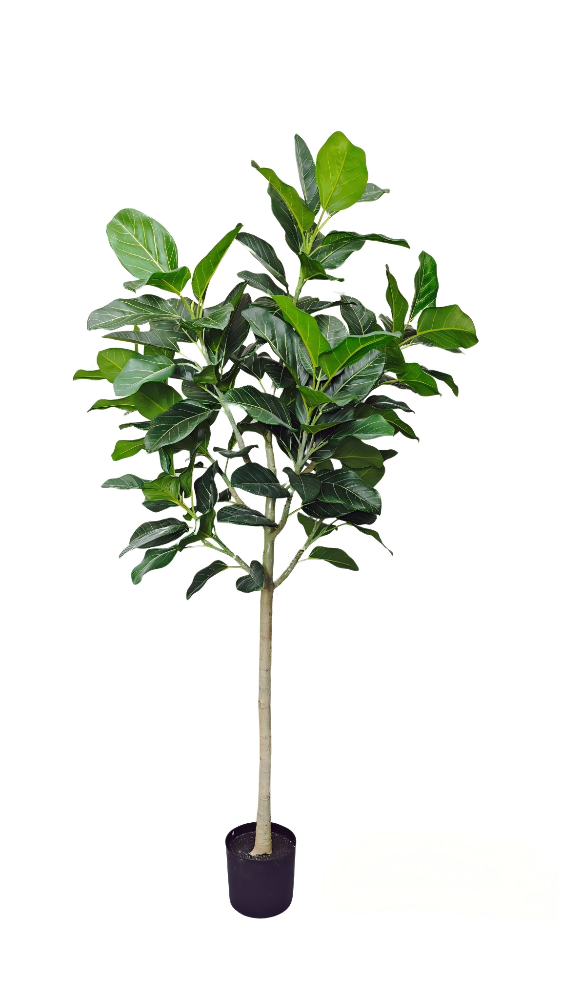 Ficus Audrey Kunstpflanze 210cm