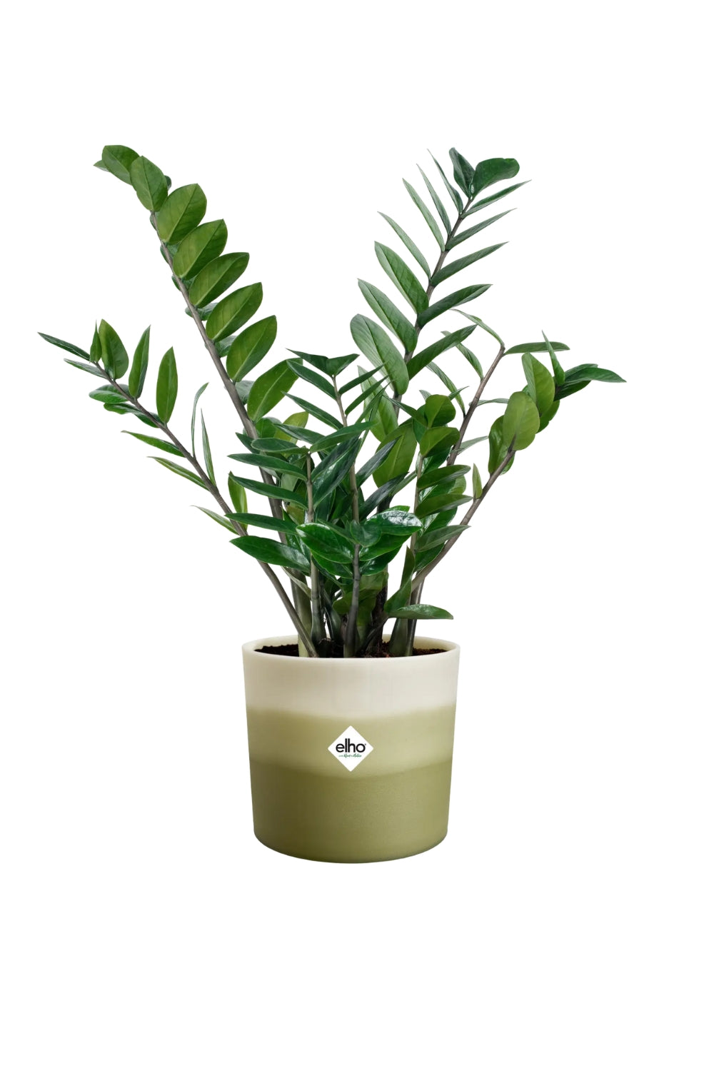 Blumentopf Elho Colour Gradient Rund 18 cm Bambusgrün